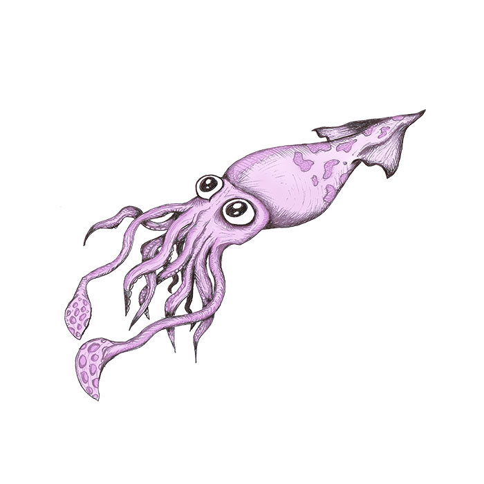 Squid pen sketch