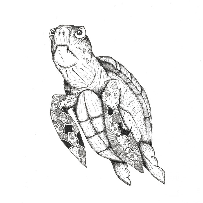 Turtle pen sketch