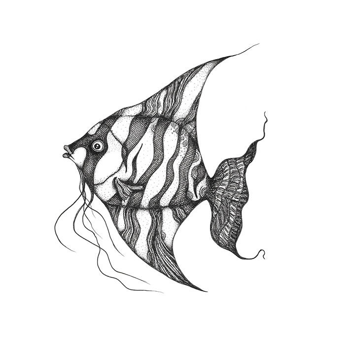 Angelfish drawing