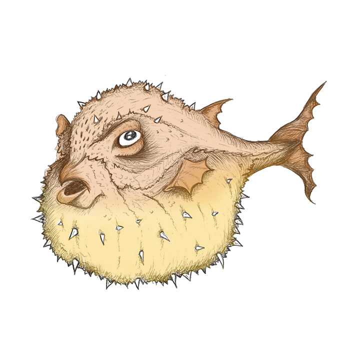 Puffer fish drawing