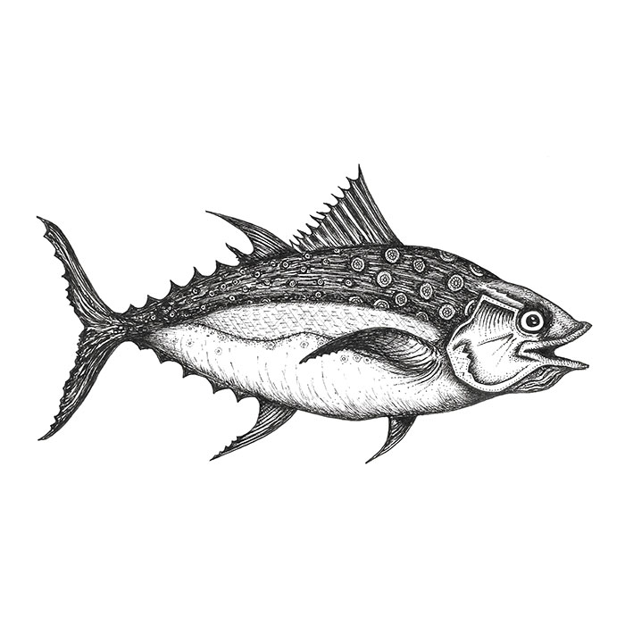 Tuna fish sketch