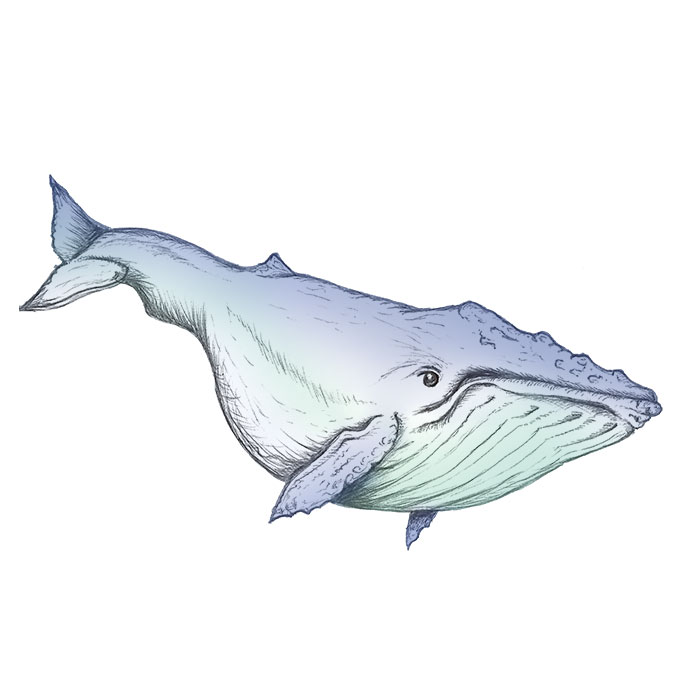 Humpback whale drawing