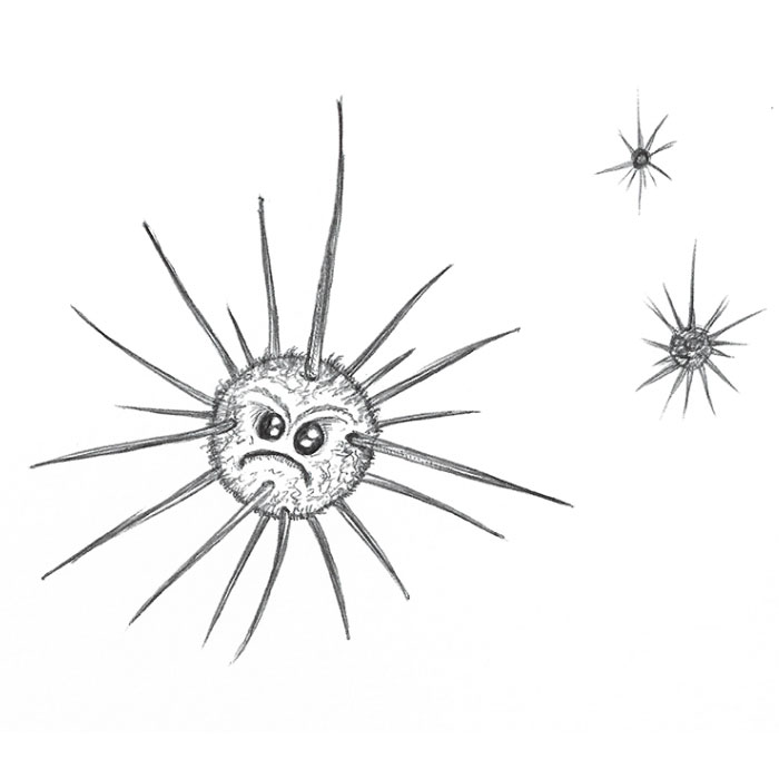 Sea urchin drawing