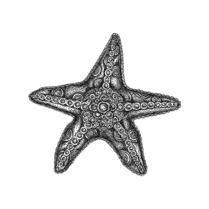 Starfish drawing