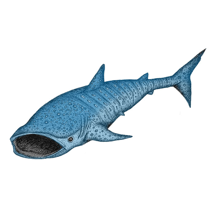 Whale shark drawing