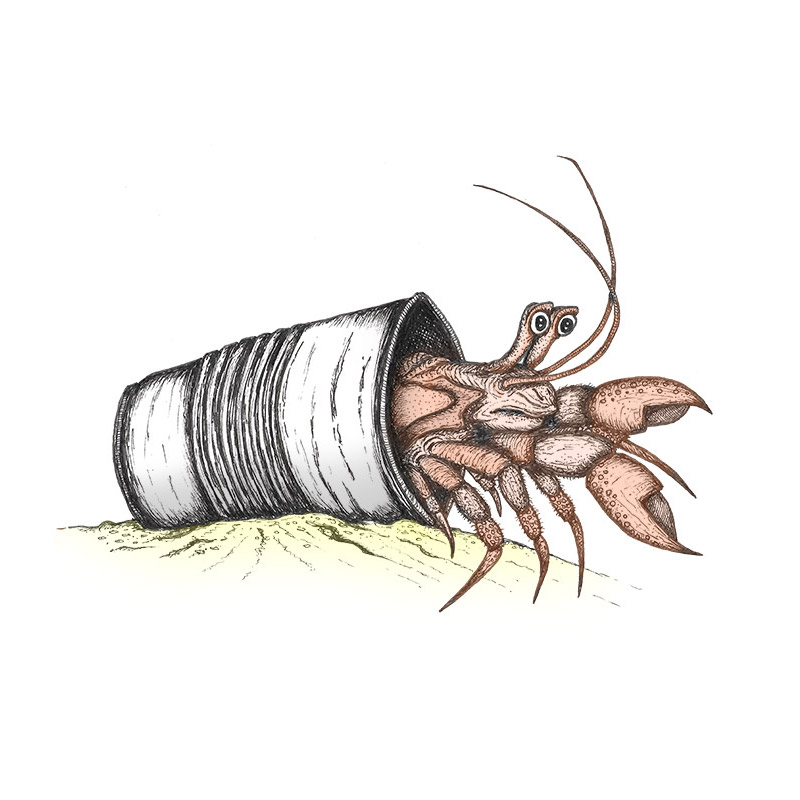 Hermit crab living in a plastic cup | Hermit crabs effected by pollution