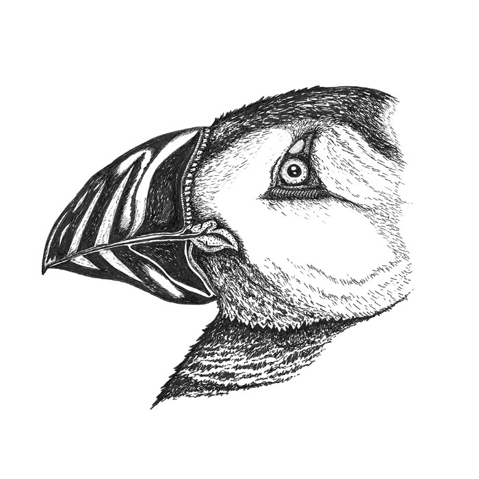 Puffin bird drawing