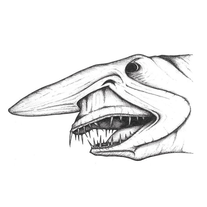 Goblin shark drawing