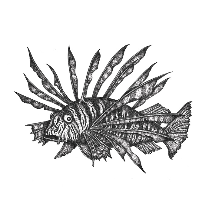 Lionfish Drawing
