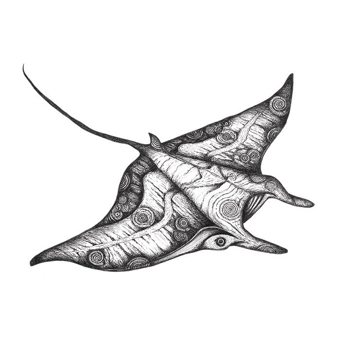 Manta ray drawing